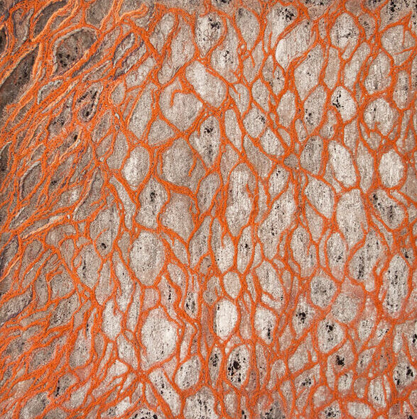 Abstraktes, orangefarbenes Liniennetz auf hellem Grund, ähnlich wie Pflanzenadern